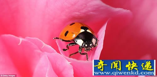 微距中的昆虫世界 拍摄于世界各地