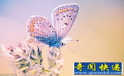 微距中的昆虫世界 拍摄于世界各地