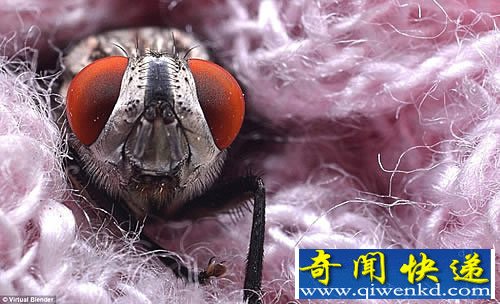 微距中的昆虫世界 拍摄于世界各地