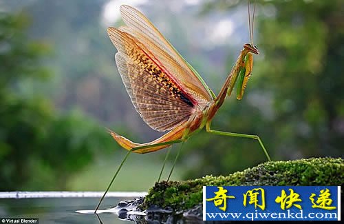微距中的昆虫世界 拍摄于世界各地