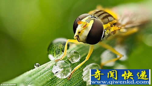 微距中的昆虫世界 拍摄于世界各地