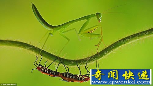 微距中的昆虫世界 拍摄于世界各地