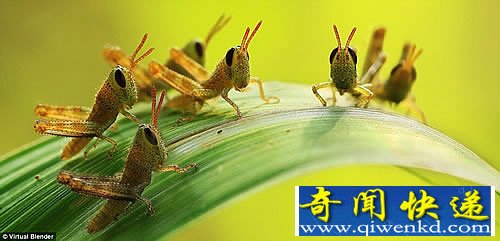 微距中的昆虫世界 拍摄于世界各地