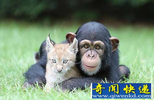 有爱!黑猩猩幼崽与小猞猁成为一对好朋友【图讯】