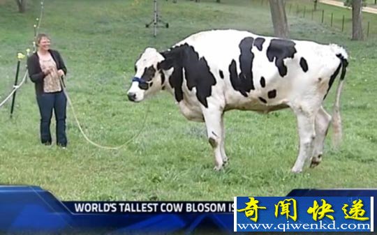 世界最高奶牛 1.9米打破吉尼斯世界纪录