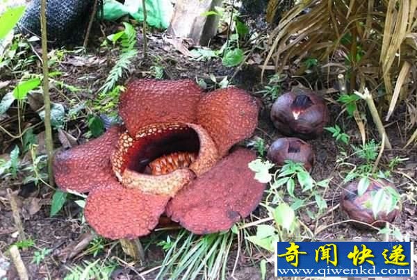 细数世界上最臭的植物 特殊气味或难闻或带有毒性