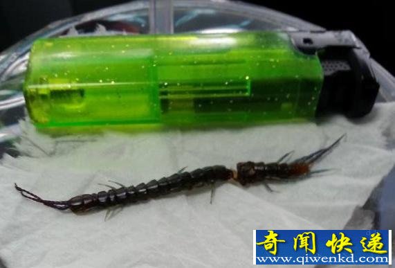 这红茶真有“料” 喝红茶“送”蜈蚣