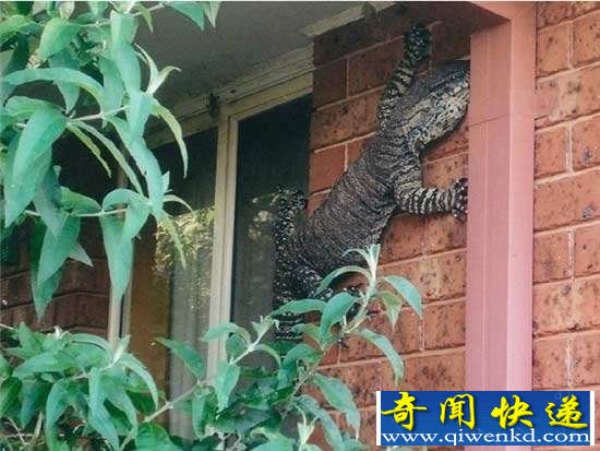 澳洲现1.5米巨型蜥蜴 老人从容拍下其身姿