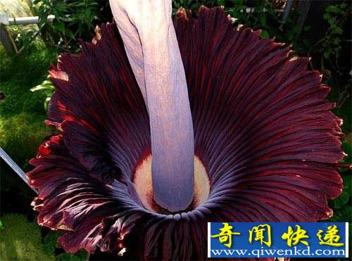 魔鬼之花尸香魔芋 史上最臭的花尸臭魔芋