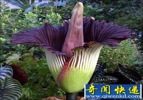 魔鬼之花尸香魔芋 史上最臭的花尸臭魔芋