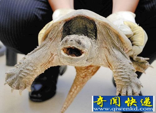 日本发现罕见蛇鳄龟 生性凶暴有咬人危险