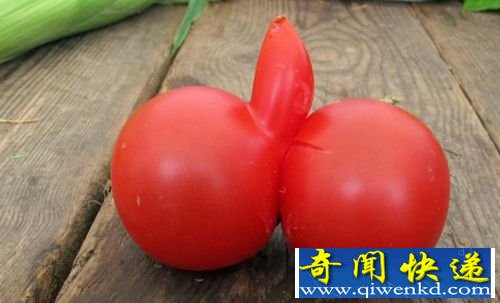 英男子发现形似男性生殖器西红柿