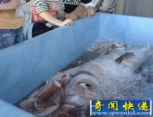 日本发现巨型乌贼 体长5米重约120斤