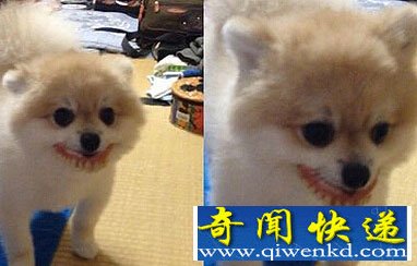博美犬到奶奶家偷戴假牙 笑翻网友