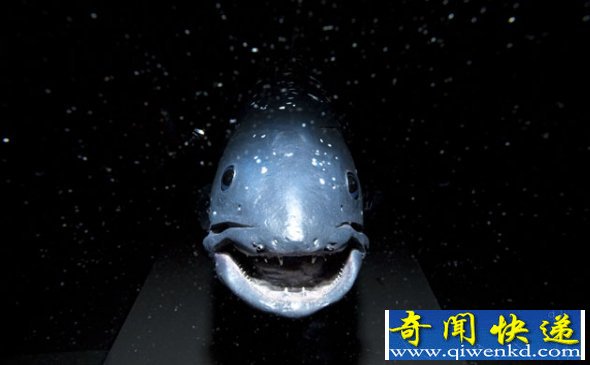 盘点深海怪异生物