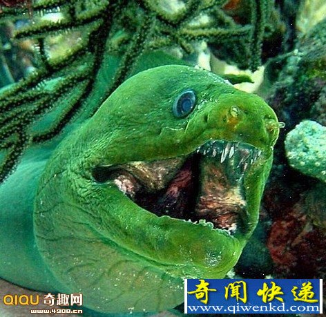 探索全球最为凶残恐怖的恶魔食人鱼