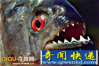 探索全球最为凶残恐怖的恶魔食人鱼