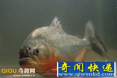 巴西食人鱼咬伤100多名游泳者