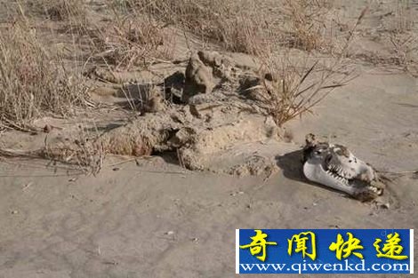诡异的罗布泊干尸案 神秘失踪的科学家