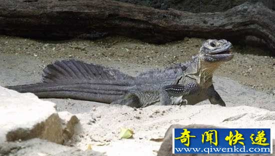 神秘罗布泊地下洞穴惊千条巨型蜥蜴