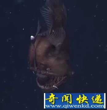 美海岸现深海怪鱼 长相骇人似“魔鬼”