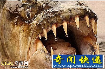 盘点杰里米搜寻的恐怖河怪海怪