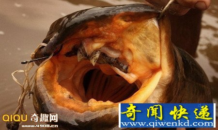 盘点杰里米搜寻的恐怖河怪海怪