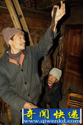 湖北神农架村民采药发现疑似“野人毛”