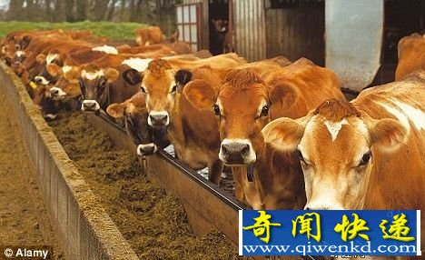 奶牛有神奇的第六感能知南北方向