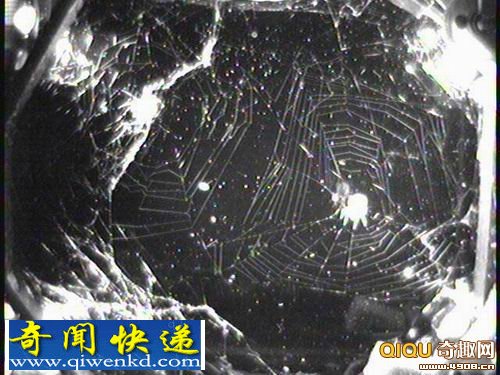 科学家证实蜘蛛可以在太空中生存数月时间