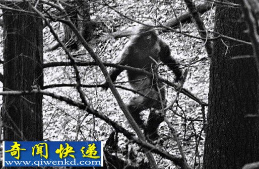 美男子在德克萨斯州射杀大脚野人 称野人真实存在