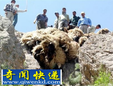 土耳其1500头羊离奇集体跳崖自杀 牧羊人损失10万