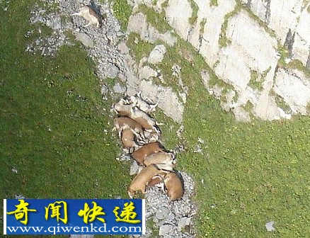 土耳其1500头羊离奇集体跳崖自杀 牧羊人损失10万