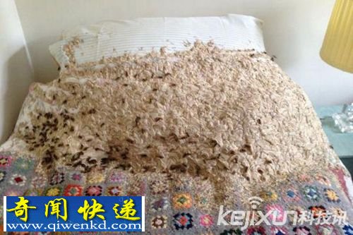 英女子卧室闲置数月 惊奇发现约5000只黄蜂在她的床铺上安家