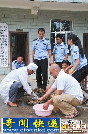 云南农场鸡无故不见 村民再度喂食遭遇偷鸡巨蟒