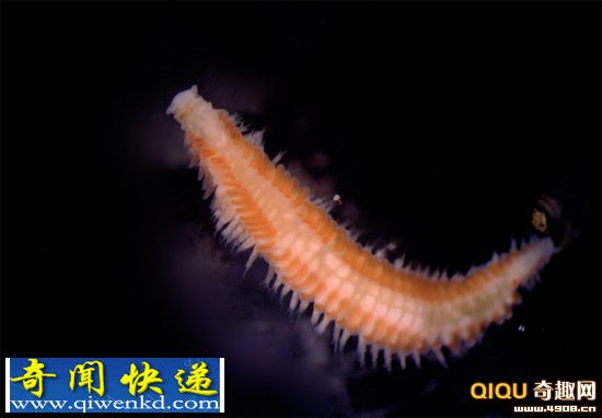 这些蠕虫以专门啃噬鲸鱼尸体骨骼的细菌为食 瑞典鲸鱼尸体上现9种未知新蠕虫