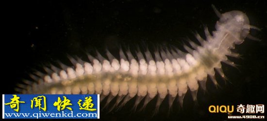 这9种新蠕虫,其中4种是在小须鲸的尸体上发现的 瑞典鲸鱼尸体上现9种未知新蠕虫