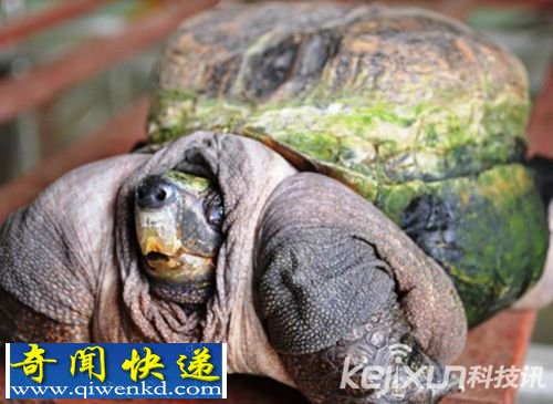 越南变异乌龟身大壳小 主人拒售奉为圣物