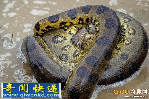 巨大的水莽巨大的水莽幼龟 其靠坚硬外壳自护撑几分钟