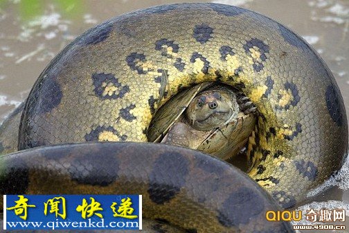 巨大的水莽巨大的水莽幼龟 其靠坚硬外壳自护撑几分钟