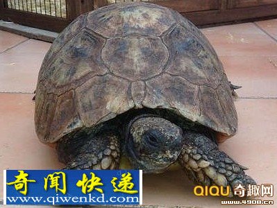 英国现史上最年长长寿乌龟 生于1882年至今130岁