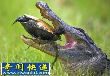 乌龟与短吻鳄奋战15分钟后脱险