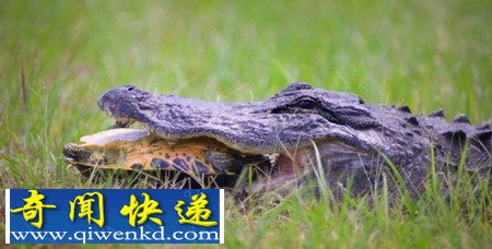 乌龟与短吻鳄奋战15分钟后脱险