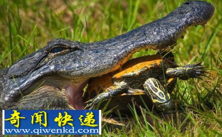 乌龟与短吻鳄奋战15分钟后脱险