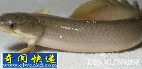 鱼类适应陆地生活学起了走路