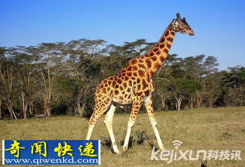 长颈鹿试图与摩托车发生性关系