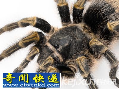盘点世界上十种不可小视的巨型蜘蛛 人类尽量不要碰触