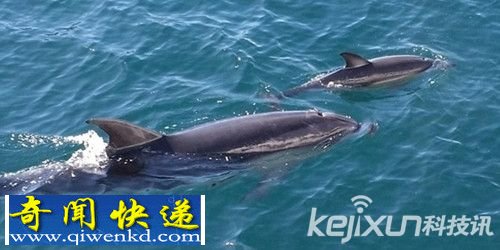 雌性樽鼻海豚丧子后收养另一品种的初生海豚尽显母爱