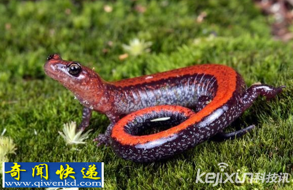 盘点世界九大奇异的两栖动物蝾螈 有些被人们当成宠物来养