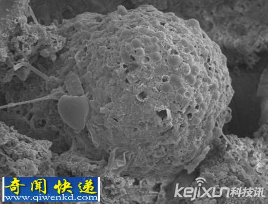 陨石发现神秘藻类化石 证实了生命起源于宇宙空间的假说